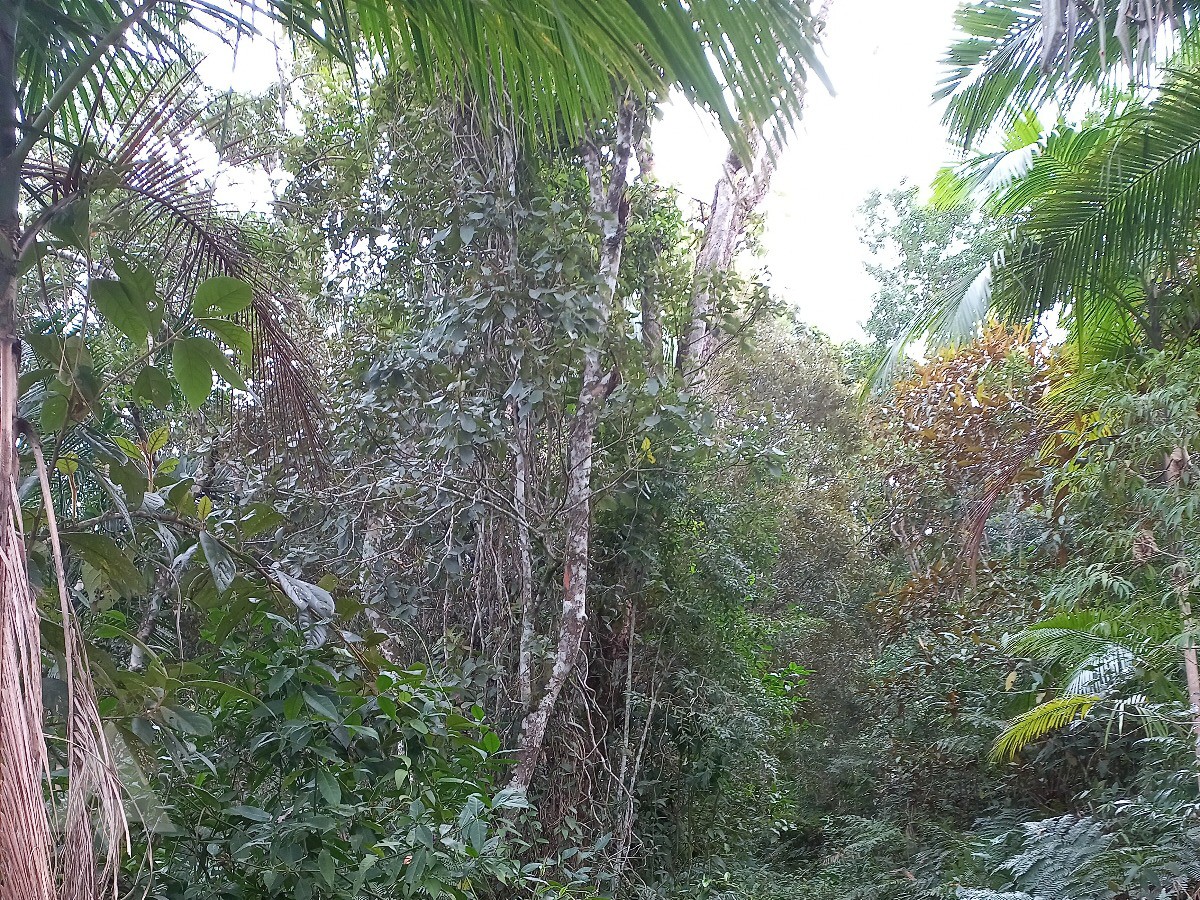 Propriedade Ampla em Gaspar, Bairro Macucos - Potencial para Expansão e Desenvolvimento! — foto 2