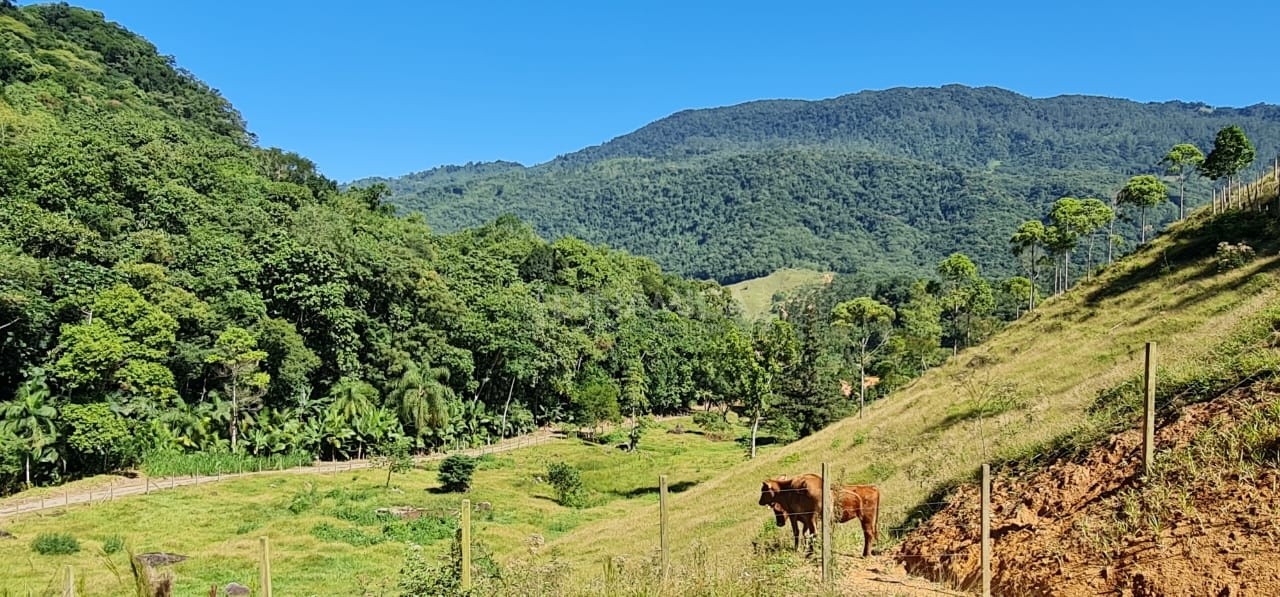 Comprar Lote/Terreno no bairro Testo Alto em Pomerode