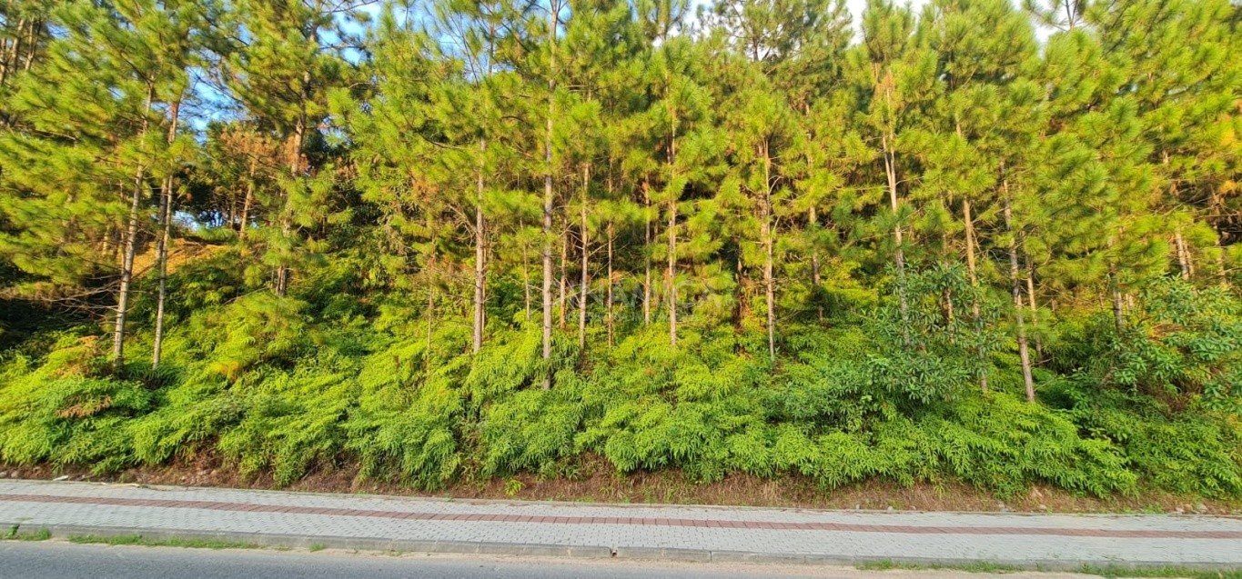 Comprar Lote/Terreno no bairro Centro em Pomerode