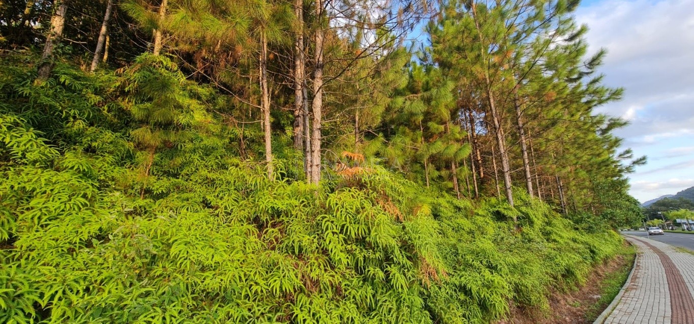 Comprar Lote/Terreno no bairro Centro em Pomerode