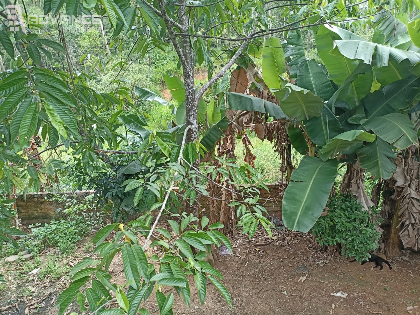 Ótima Casa de Alvenaria com Mini Chácara — foto 6