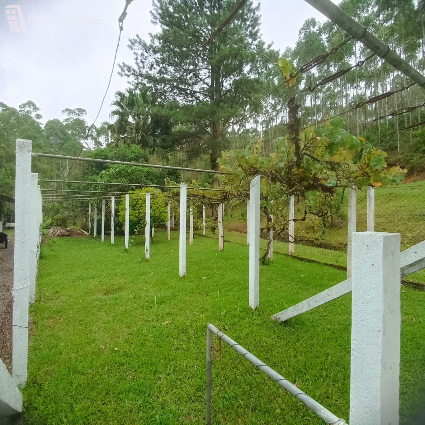 Sito com Casa, 3 Lagoas, Eucalipto e Pinus — foto 3