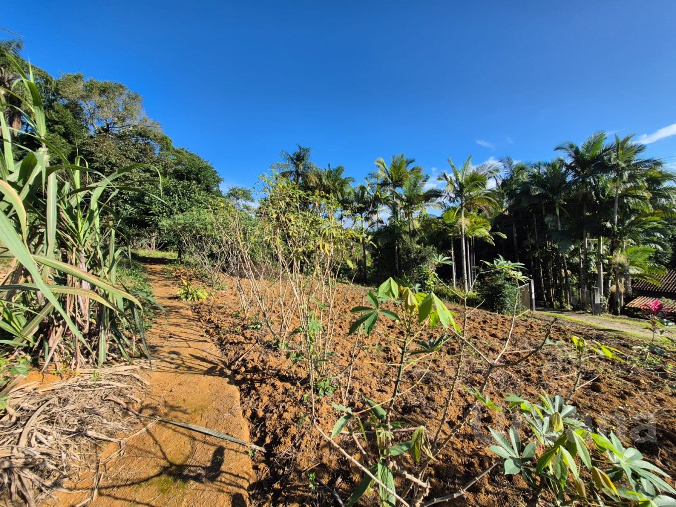 Terreno à venda no bairro Ilha da Figueira em Jaraguá do Sul