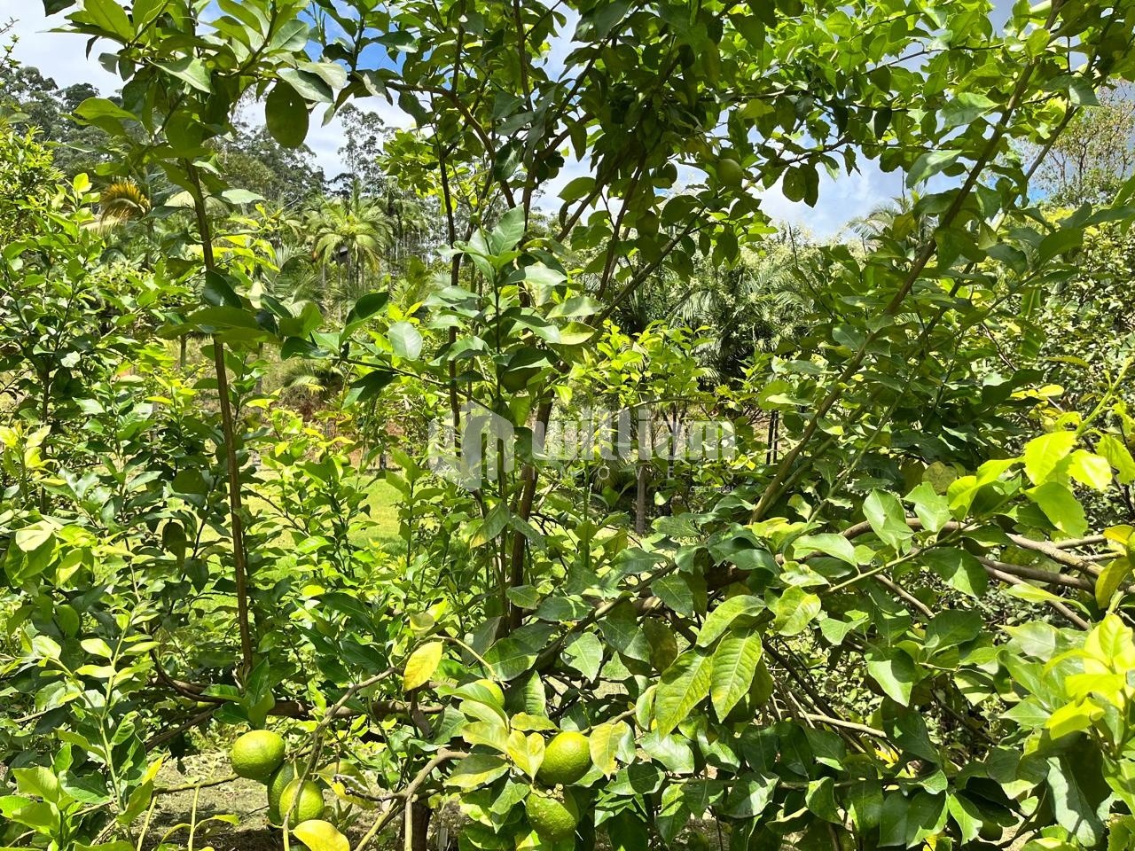 Fazenda/Sítios/Chácaras de 1 quarto, no bairro Dom Joaquim, em Brusque | Eu Corretor