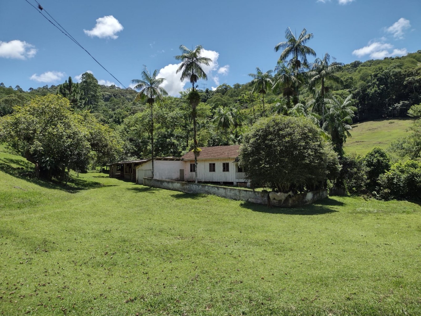 SITIO A VENDA BELCHIOR BAIXO - GASPAR SC — foto 4