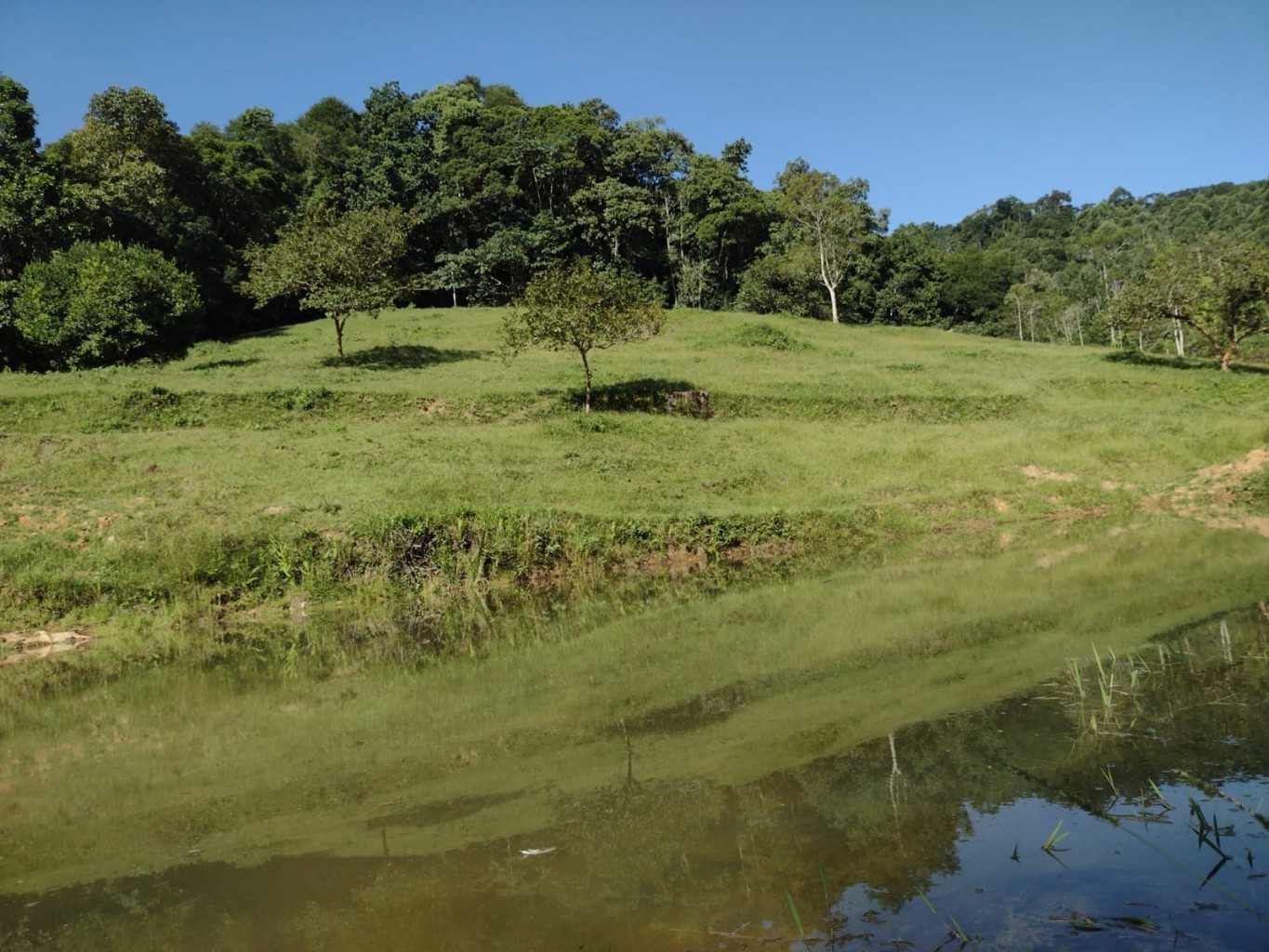 SITIO A VENDA BELCHIOR BAIXO - GASPAR SC — foto 6