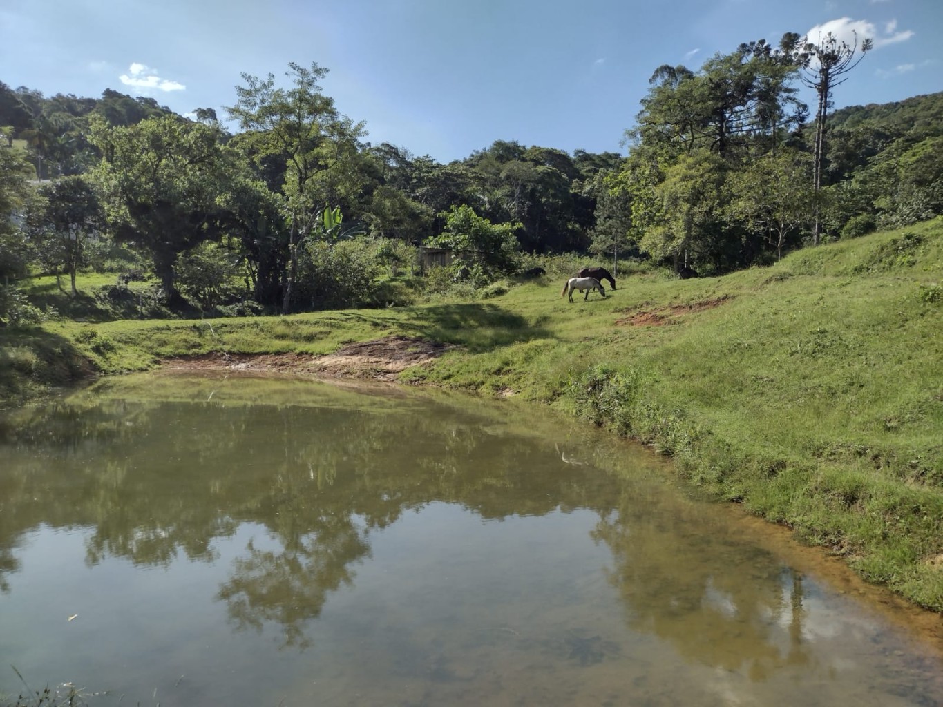SITIO A VENDA BELCHIOR BAIXO - GASPAR SC — foto 7