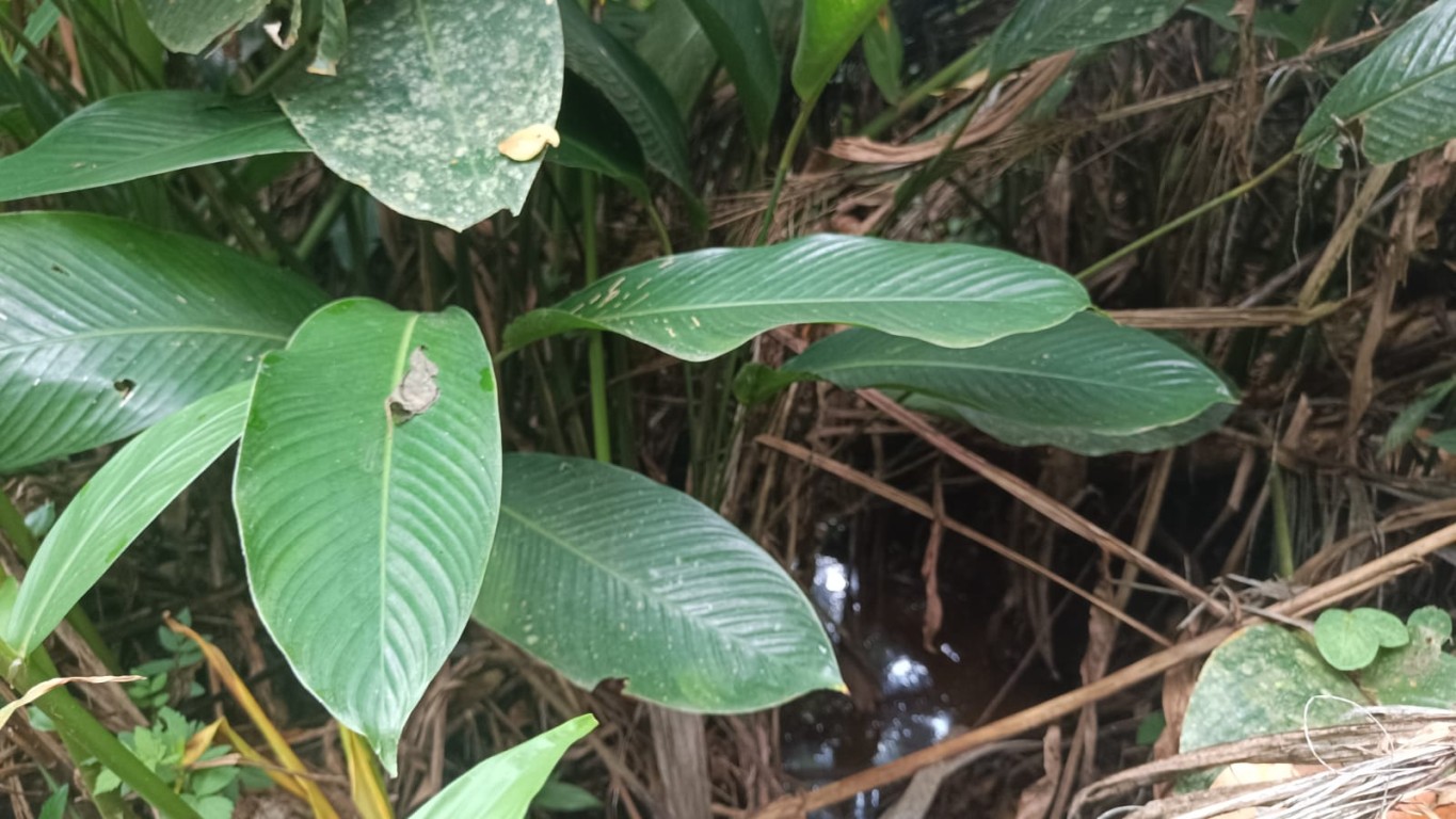 Terreno com excelente potencial para sítio ou até mesmo para loteamento no Vale do Selke Grande! — foto 7